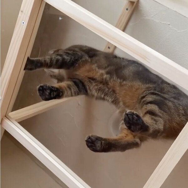 猫のDIYキャットウォーク
