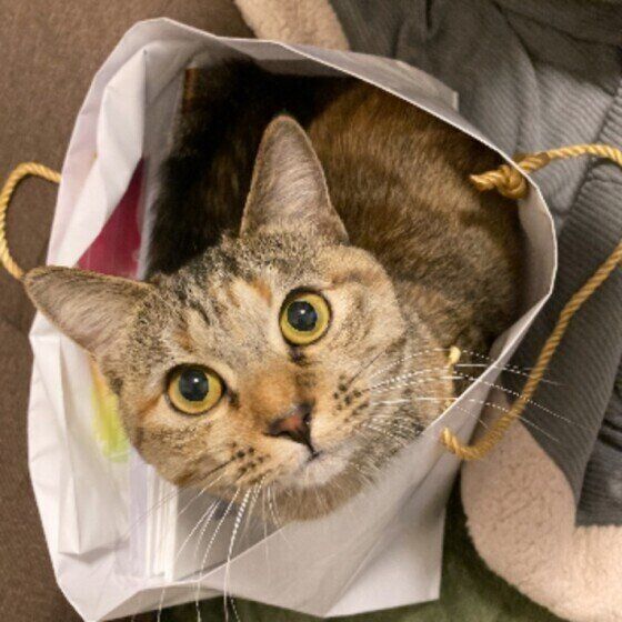 紙袋におさまるたぬきちゃん