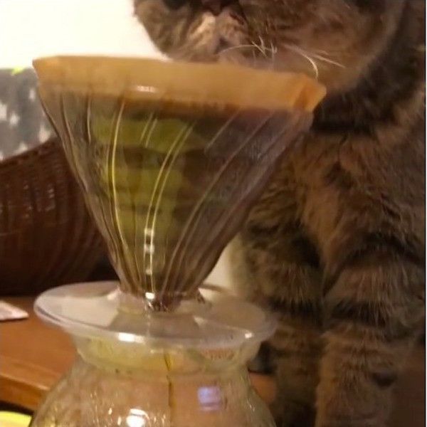 コーヒーの番猫