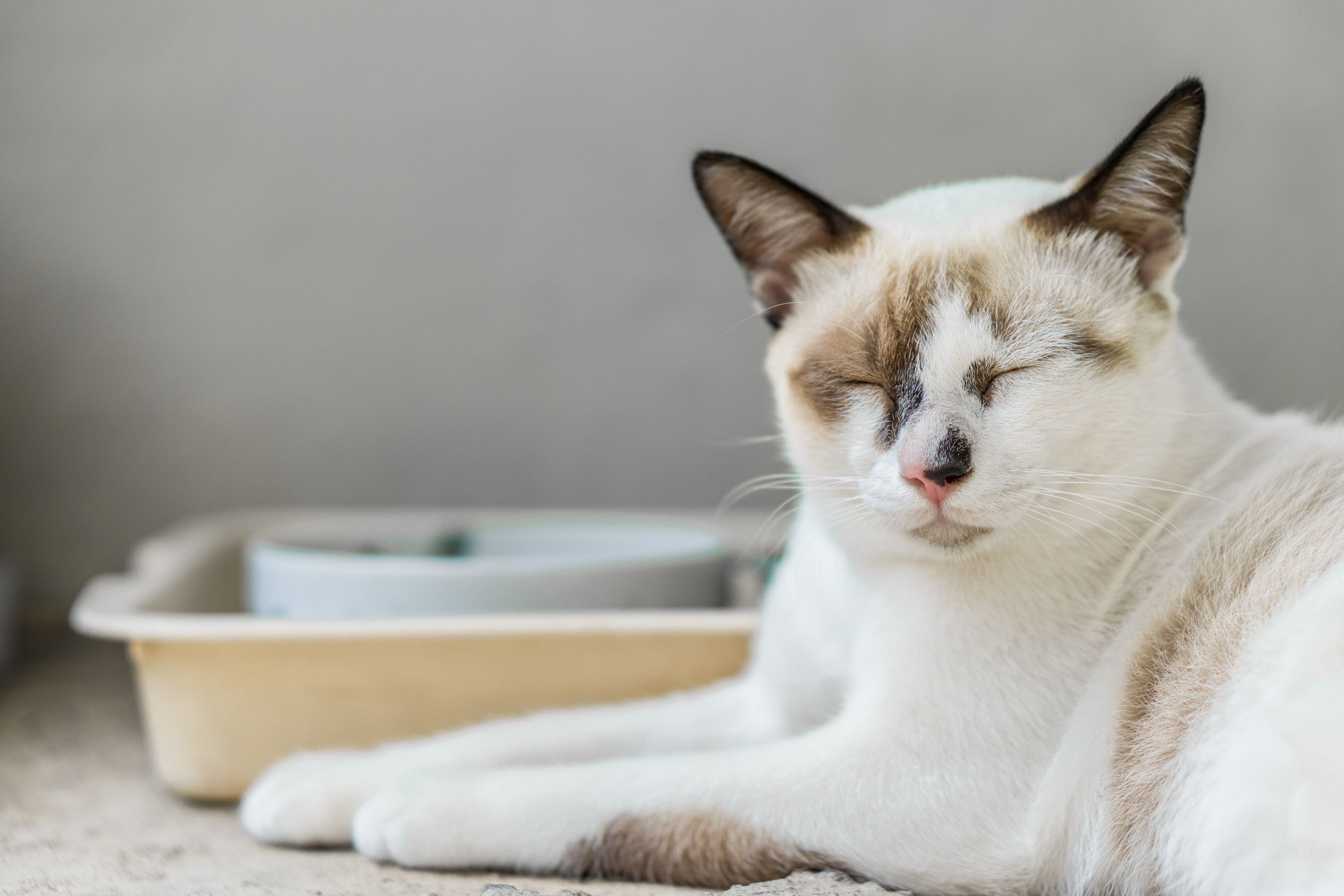 画像／iStock、Getty Images Plus