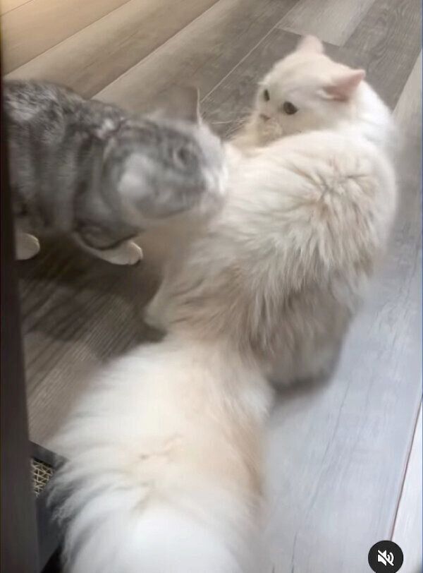 じゃれ合うつなちゃん、まよくん