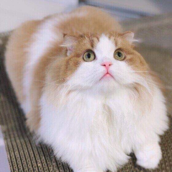 スコティッシュフォールドのさくらちゃん