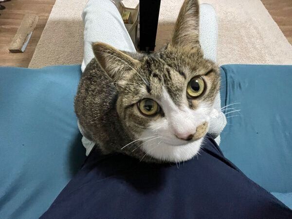 飼い主さんの膝の上に乗るちいまくん