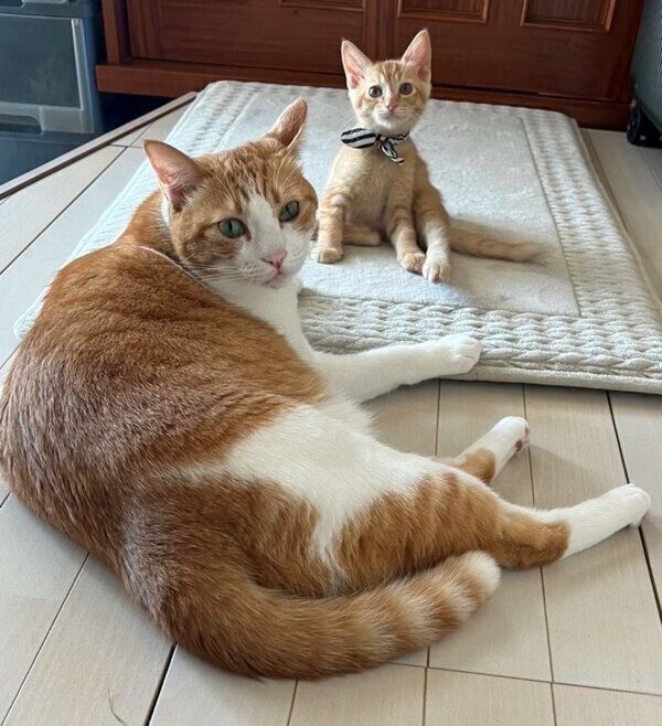 まったりするポーくん、テトくん