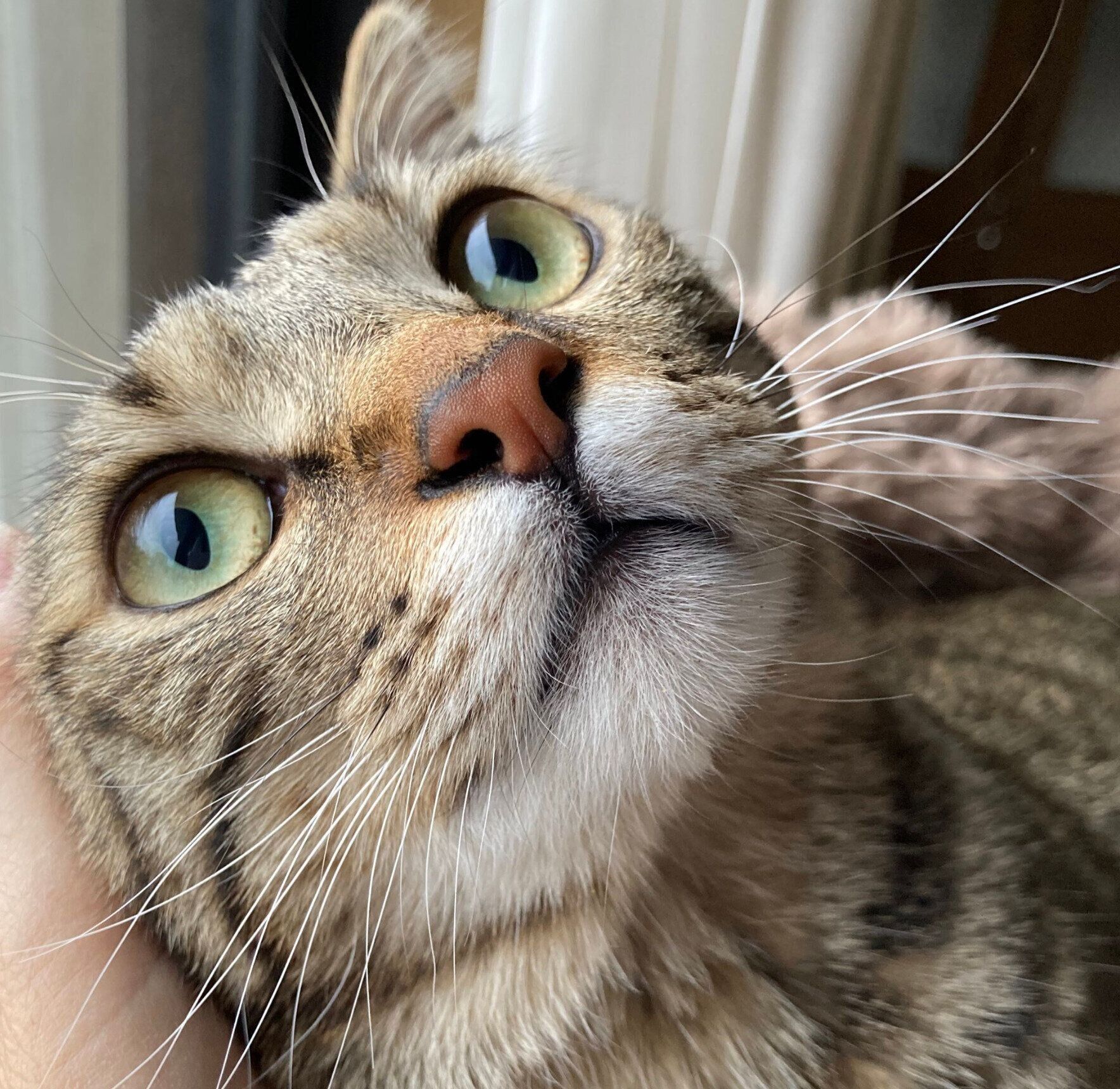 なでてもらうルイくん