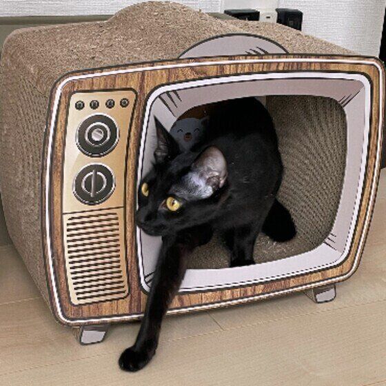 爪とぎに入る猫