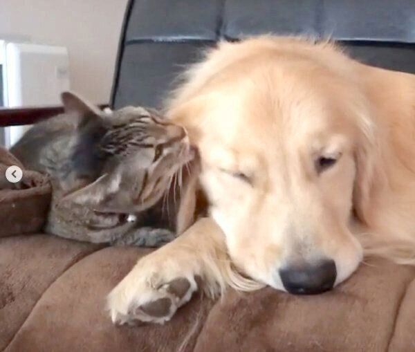 まったりするくうちゃん、かいくん