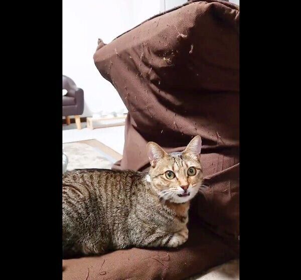 飼い主さんの座椅子を奪うもなちゃん