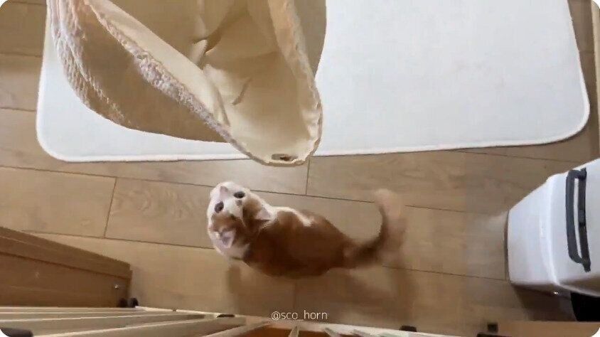 鞄に入りたいホルンくん（スコティッシュフォールド、オス）