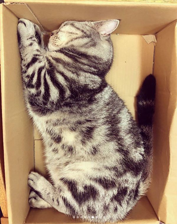 くつろぐアメリカンショートヘア