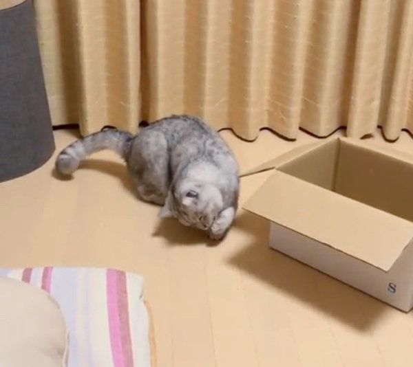 何かが見えているセルカークレックス