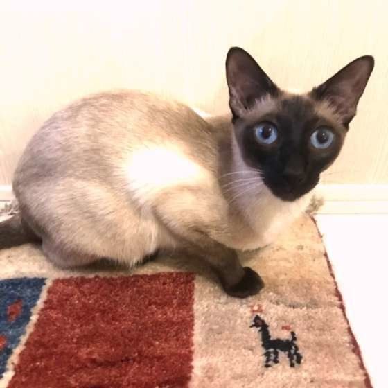 絨毯の上にのるシャム