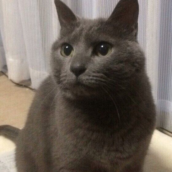 ロシアンブルーのおとくちゃん