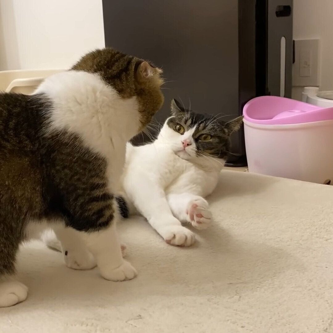 負けそうなうま次郎ちゃん