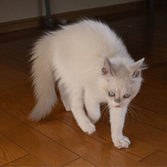 ラグドールの不二子ちゃん