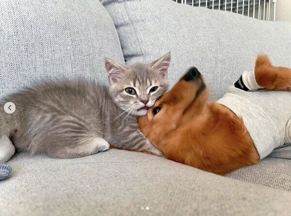 ししゃもくんとハニ姉ちゃん