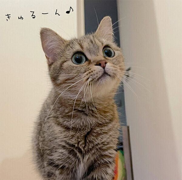 見上げるきなこちゃん