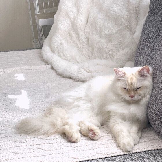 ウトウトするサイベリアンのアルくん