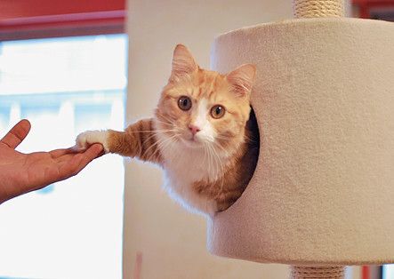 東京　吉祥寺　武蔵野市　猫カフェ　きゃりこ