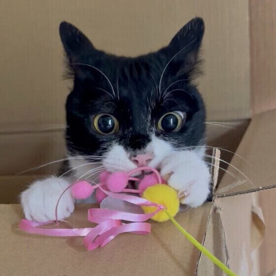 Mix（黒×白）のもみじちゃん♪