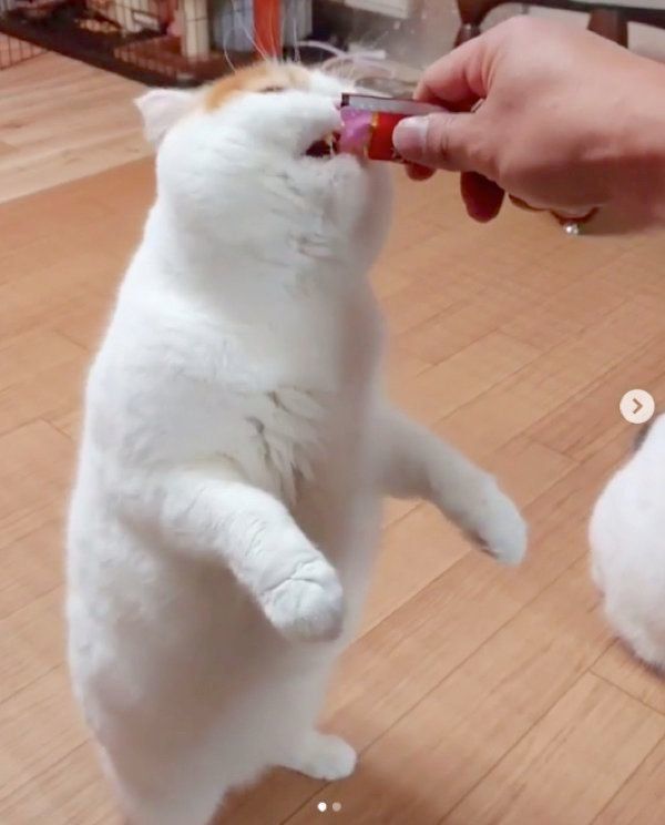 ちゅ〜るを食べるいとさん