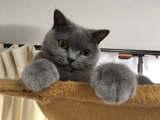 ツンデレなブリティッシュショートヘア