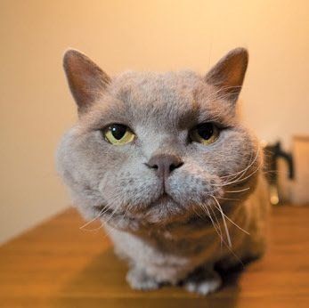 かまってほしそうな猫