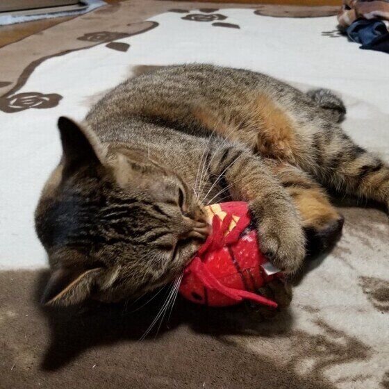 Mix（キジトラ）のランちゃん♪