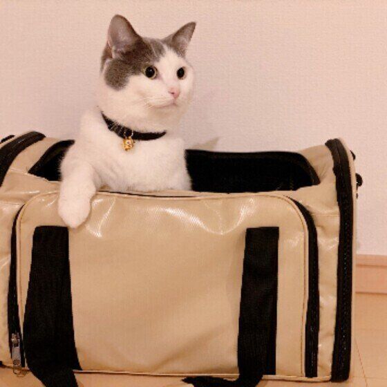 マンチカンのあんこくん