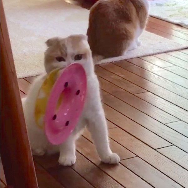 スコティッシュフォールド