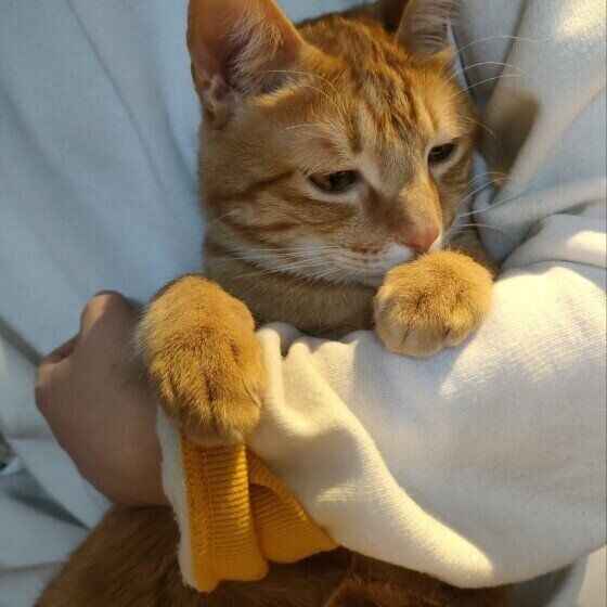 抱っこされるMIXの男の子