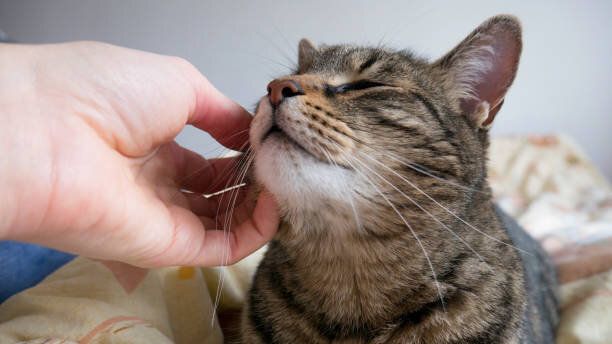 飼い主の手で猫をなでる