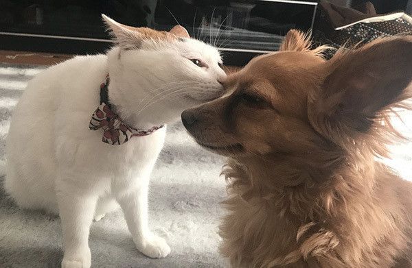 仲良しな猫と犬