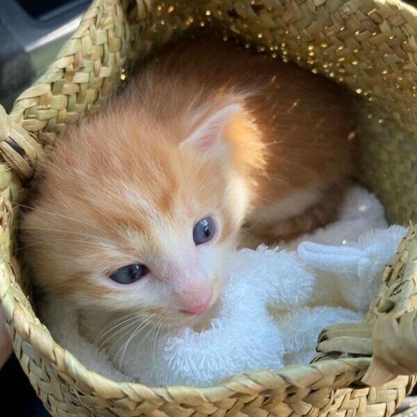 かごの中に入るジンくん