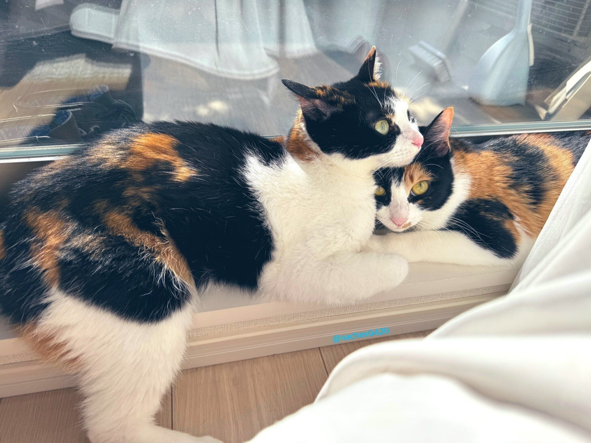 ひなたぼっこするなっちゃん、スイちゃん