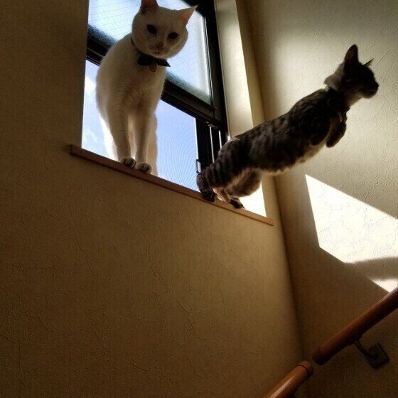 MIXキジトラのぷーまくんと同居猫ちゃん