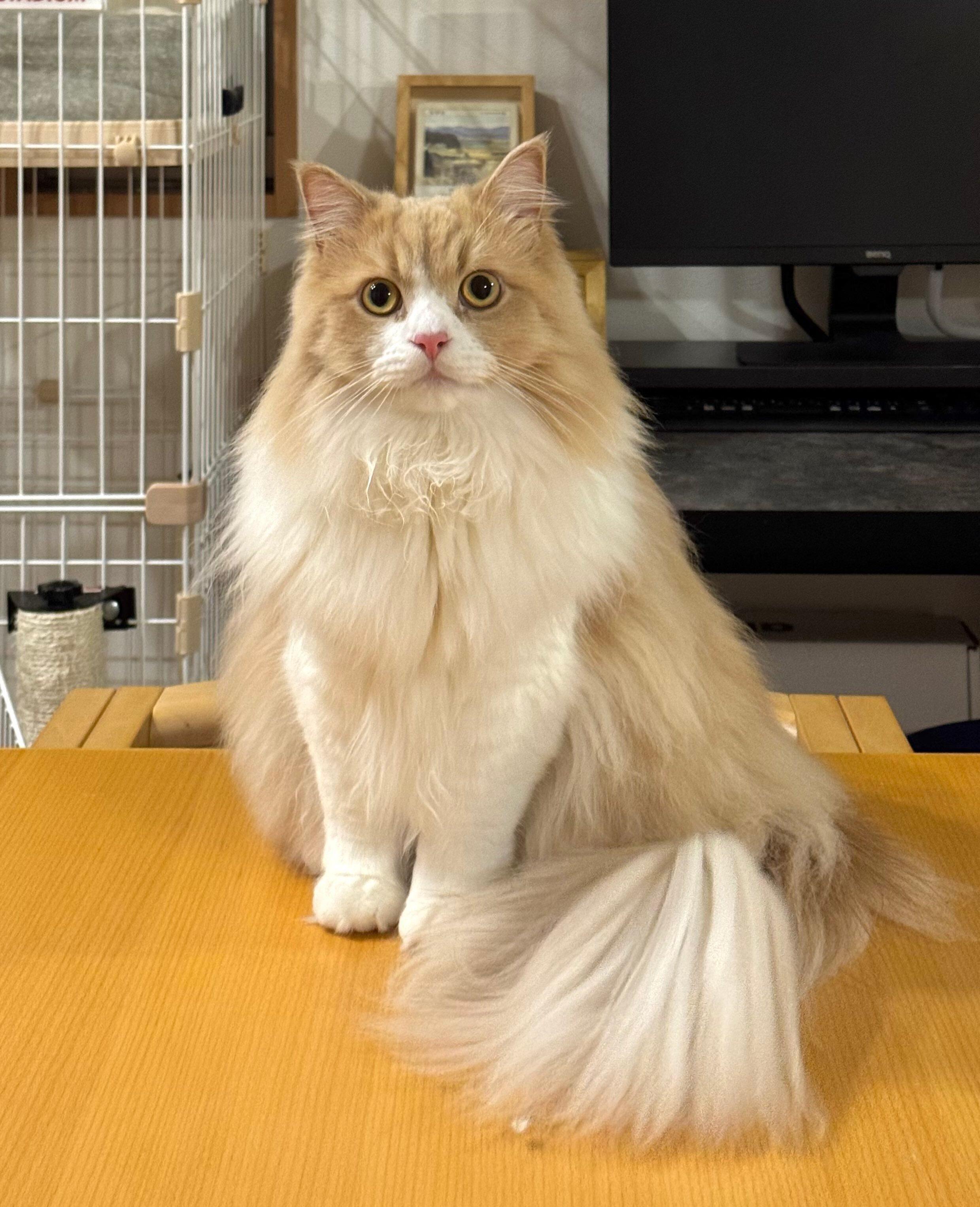 ロカくんは「長くてふわふわなしっぽがチャームポイント」なのだそう