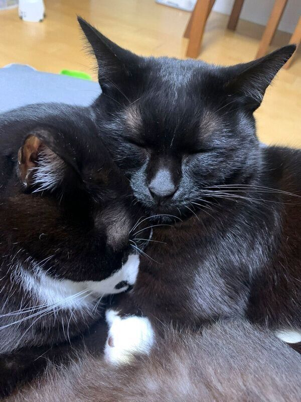 仲良く眠るノワちゃんと仗助くん