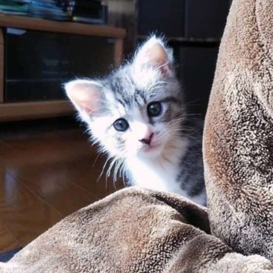 2匹目って必要 おひとり猫に関する不安や疑問にお答えします ねこのきもちweb Magazine