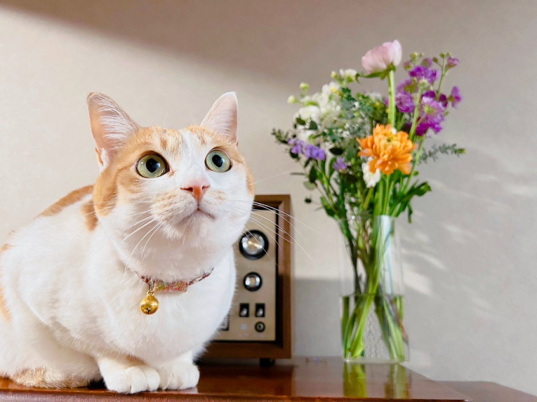 大きく目を見開く猫