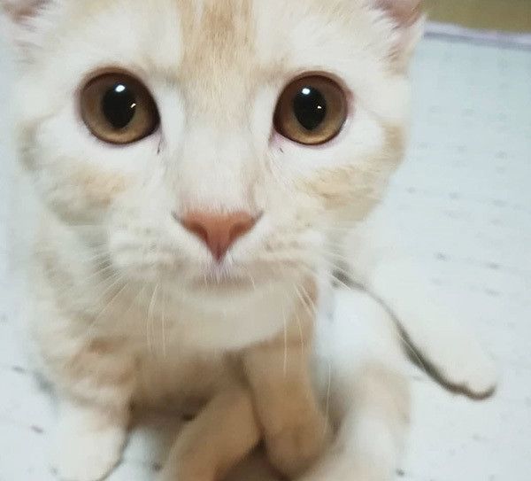 見つめるマンチカン