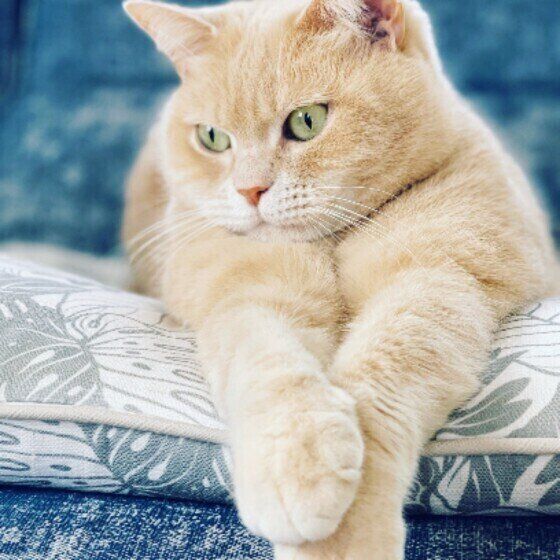 もふもふのプリティッシュショートヘア