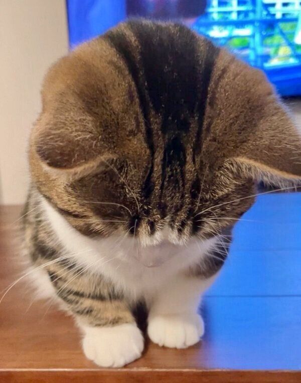 「なでたまえ！」と頭を突き出すひなたくん