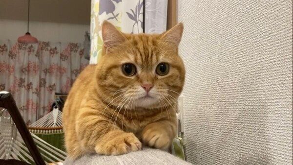 ソファからダッシュ降りする直前のぷてぃこちゃん