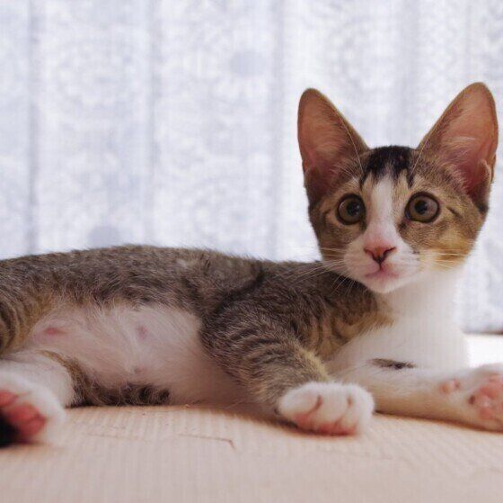 MIXキジトラのこまめちゃん
