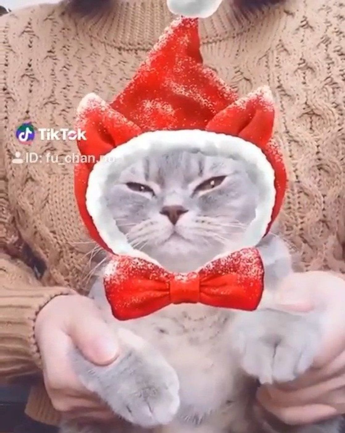 人を超えた 完成度が高すぎる猫たちのtiktok動画 ねこのきもちweb Magazine 人を超えた 完成度が高すぎる猫たちのtiktok動画 ねこのきもちweb Magazine