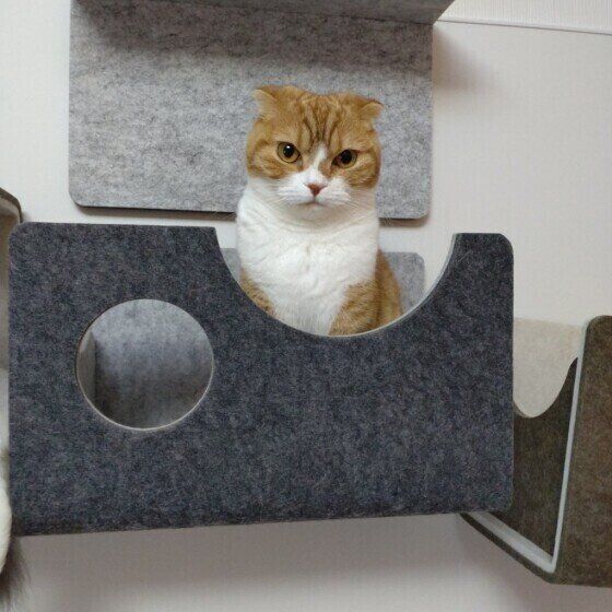 スコティッシュフォールドのなぎちゃん