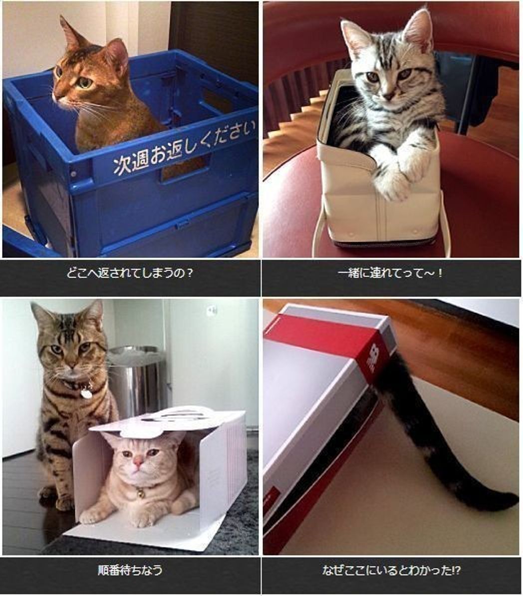 第6回 箱入り娘 猫が箱を愛する理由とは すばらしきニャン語の世界 ねこのきもちweb Magazine 第6回 箱入り娘 猫が箱を愛する理由とは すばらしきニャン語の世界 ねこのきもちweb Magazine