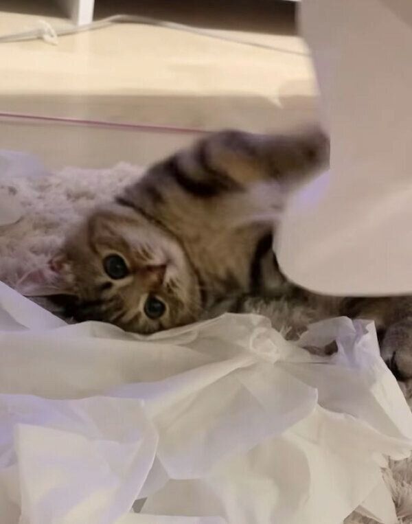 イタズラ中のかぼすちゃん