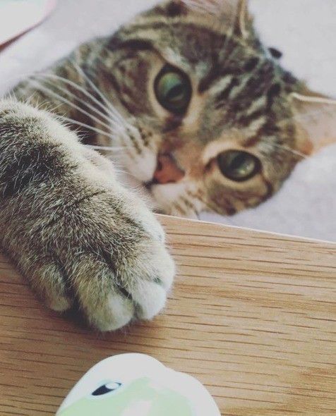 おもちゃに興味津々なアメリカンショートヘア